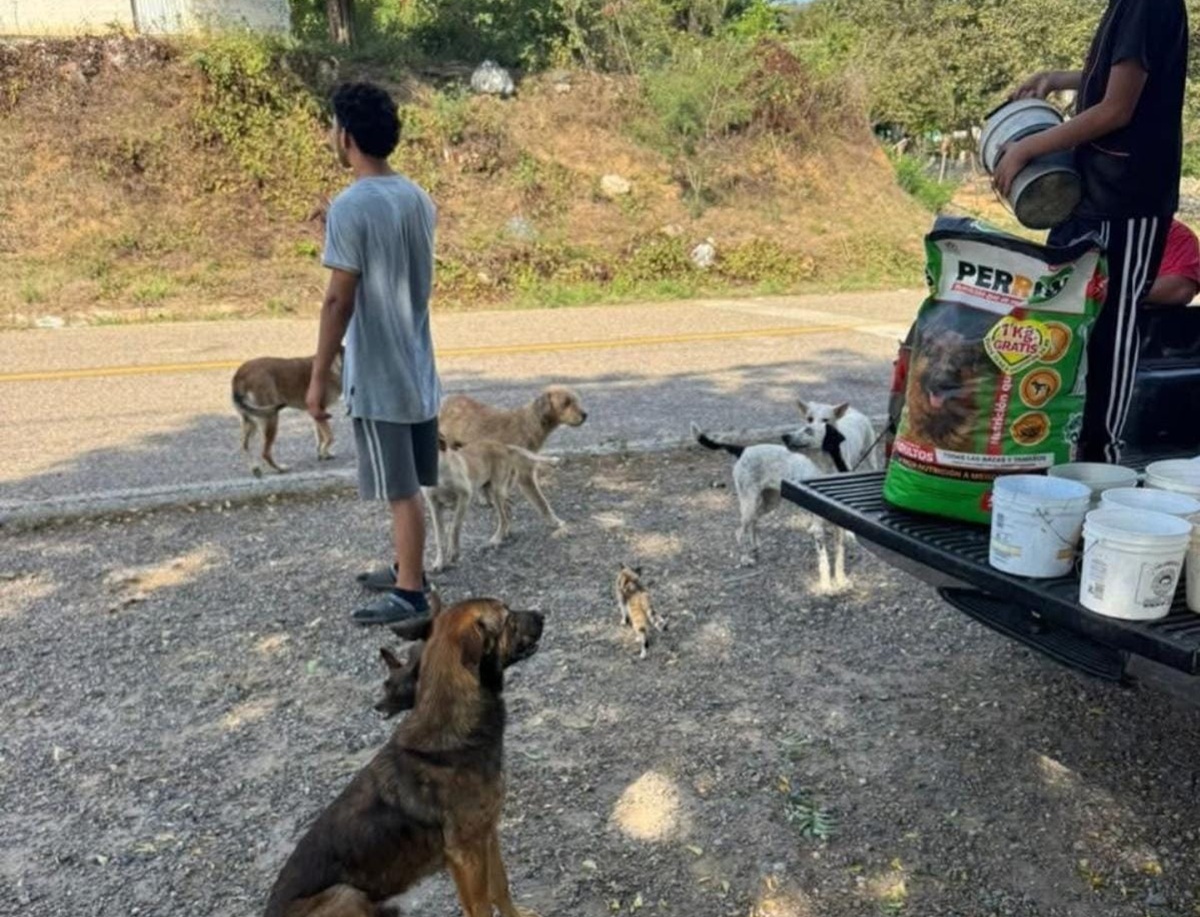 Perros abandonados en Concordia