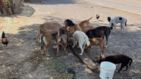 Urge apoyo a mascotas abandonadas en la sierra de Concordia, Sinaloa; animalistas enfrentan crisis sanitaria