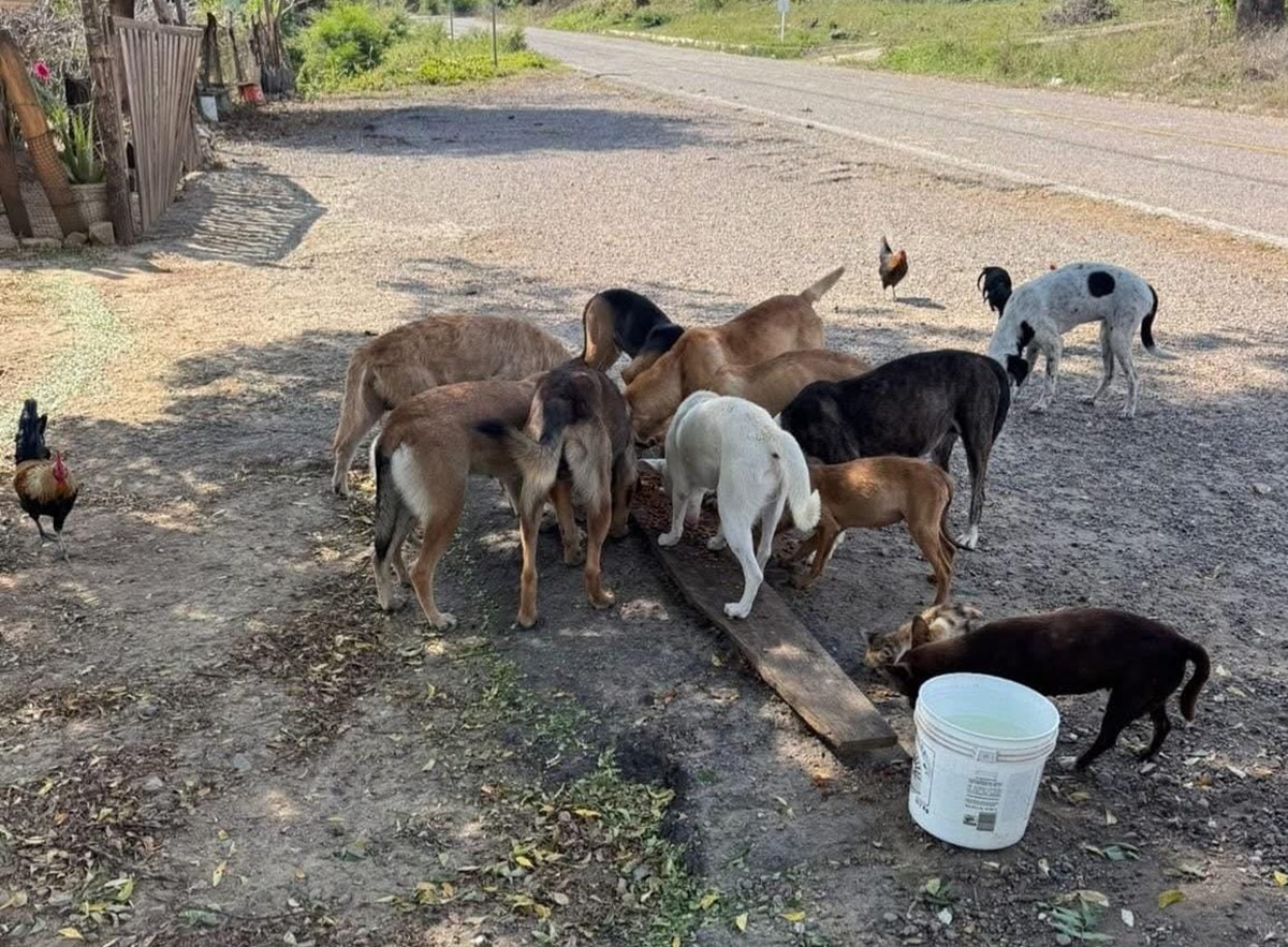 Perros abandonados en Concordia