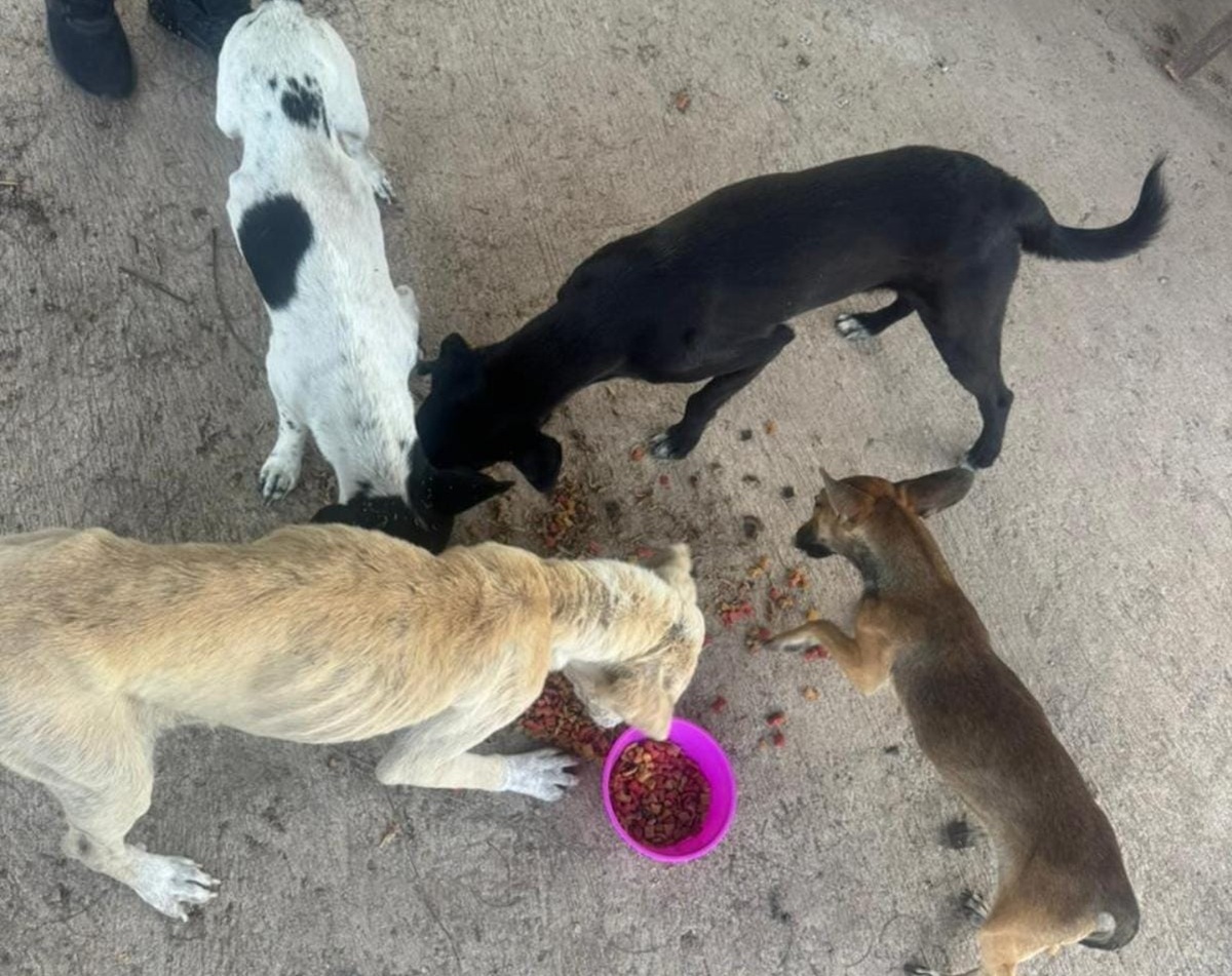 Perros abandonados en Concordia