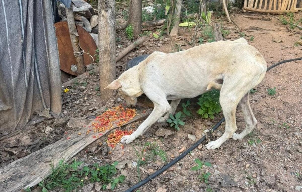 Perros abandonados en Concordia