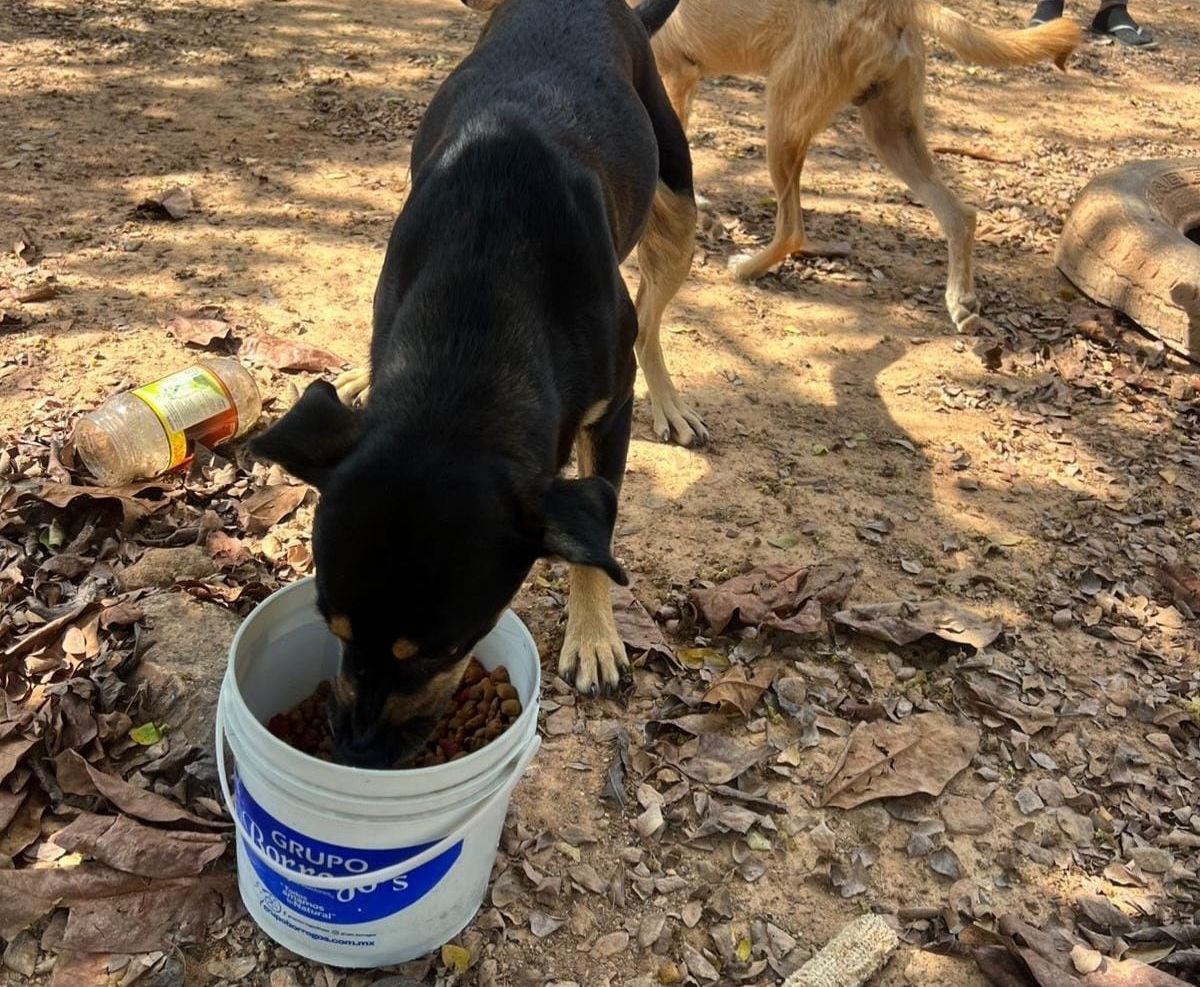 Perros abandonados en Concordia
