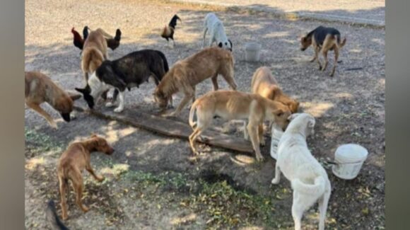 ‘Abandonados en silencio’, las mascotas que esperan en pueblos vacíos de Concordia, Sinaloa son las víctimas colaterales de la violencia