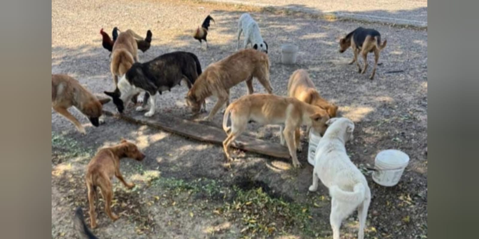 Perros abandonados