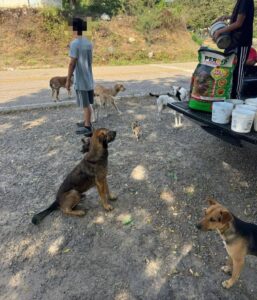 Perros abandonados