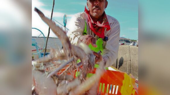 Desconocen pescadores sobre plan de vigilancia para esta veda de camarón: suman esfuerzos para cuidar el producto