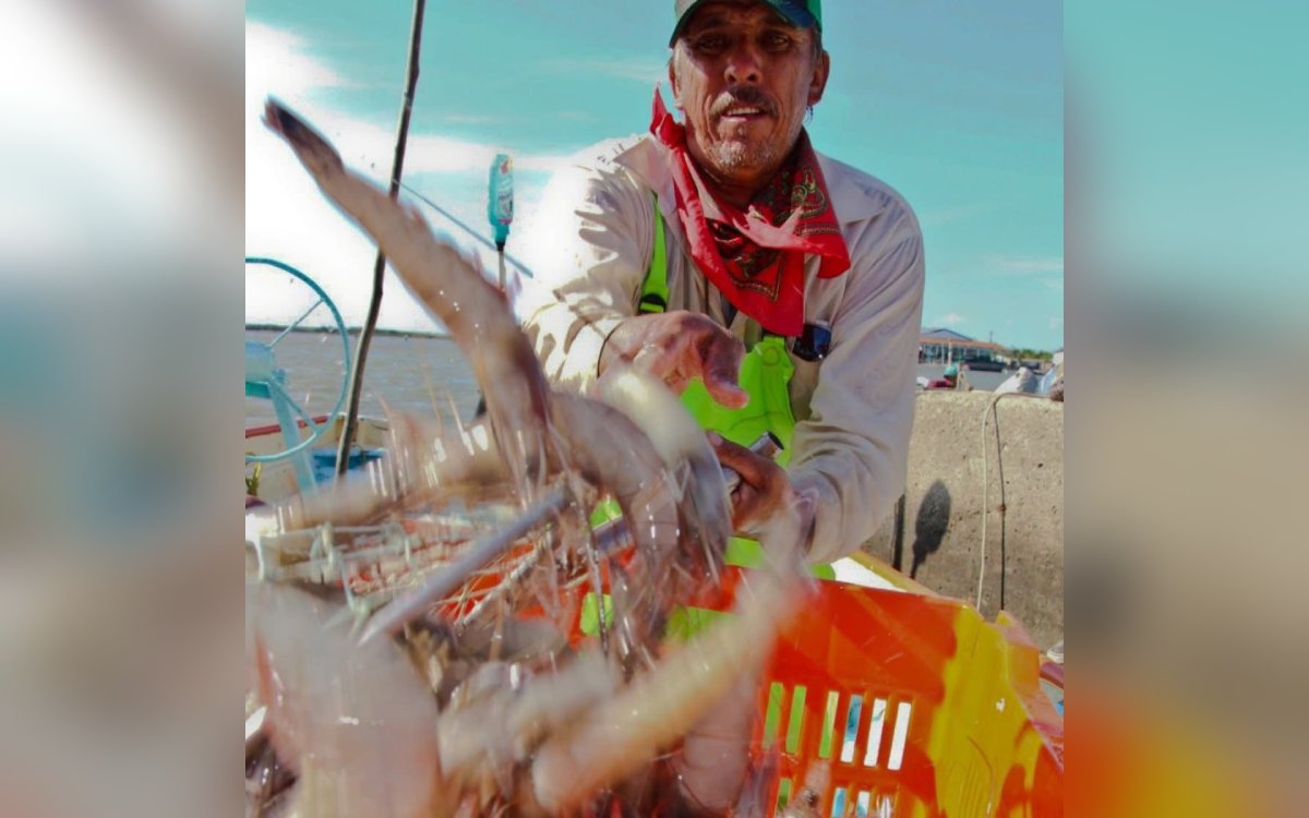 pesca de camarón