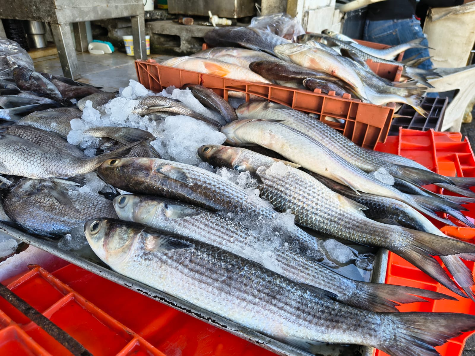 Pescado