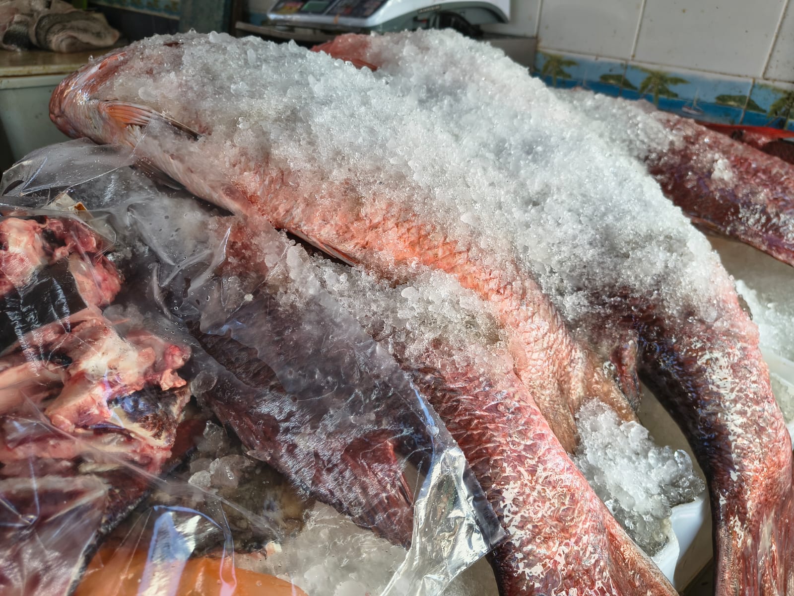 Pescado