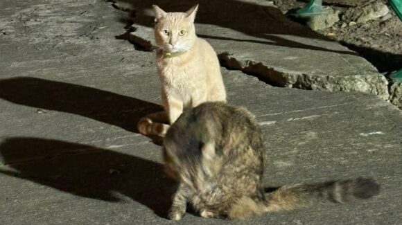 Gatos de residencial están a salvo y serán adoptados, aclara Ecología y Comisión de Bienestar Animal en Mazatlán, Sinaloa