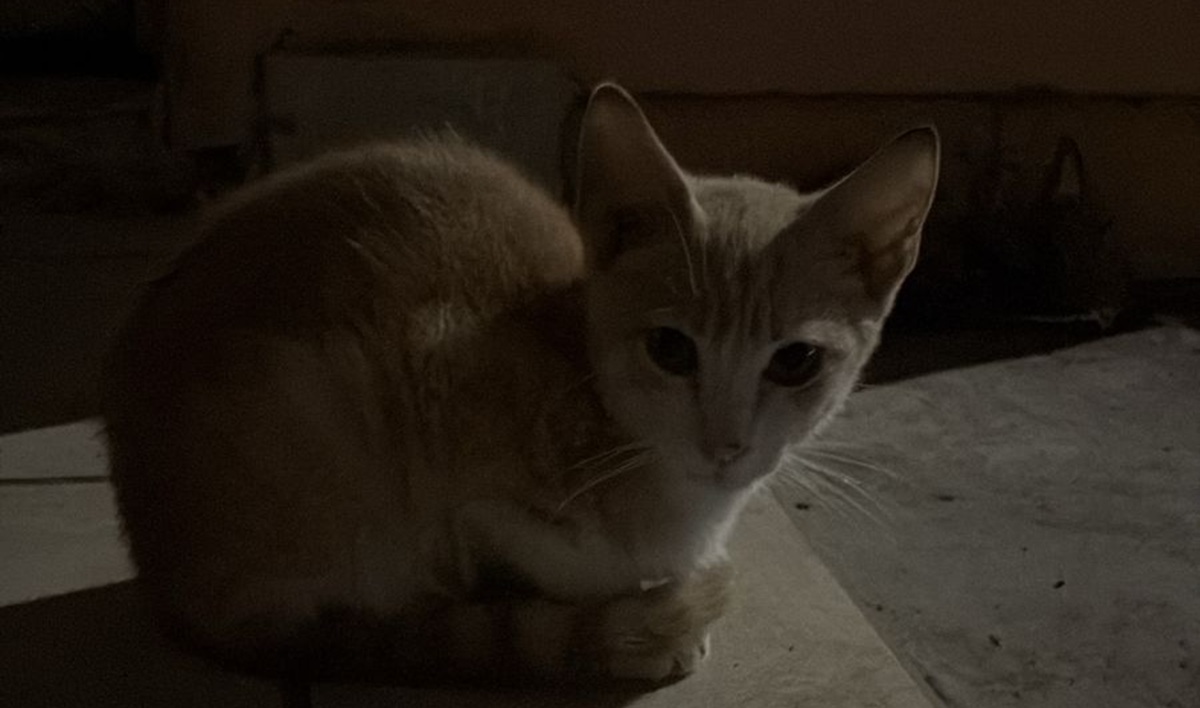 Gatitos en privada de Mazatlán son resguardados