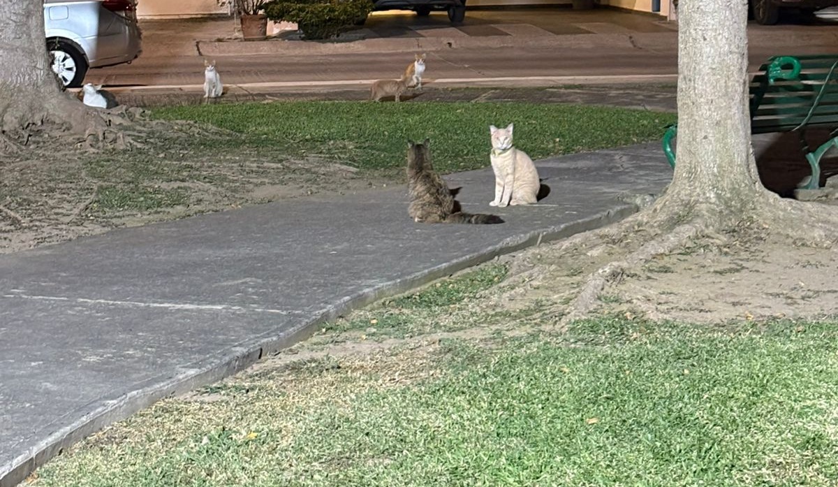 Gatitos en privada de Mazatlán son resguardados
