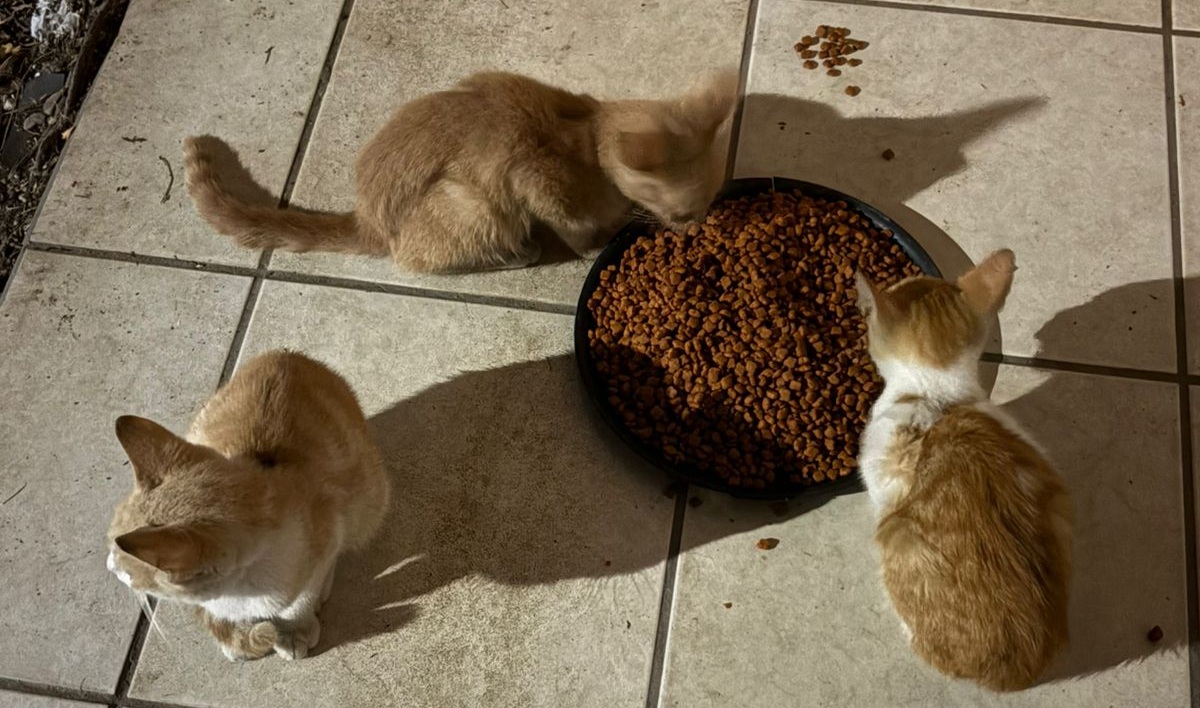 Gatitos en privada de Mazatlán son resguardados