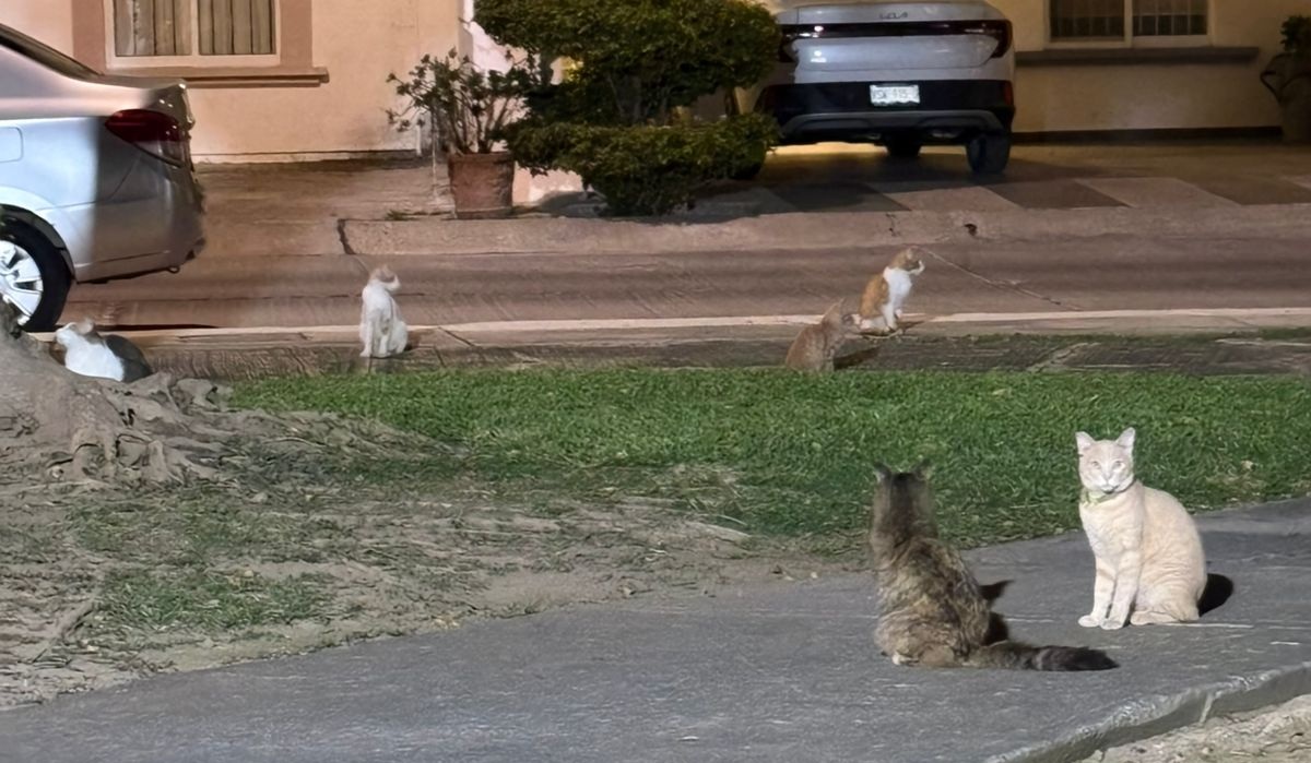 Gatitos en privada de Mazatlán son resguardados