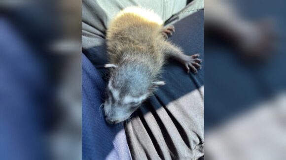 ¡Estaba atrapado dentro de un muro! Rescatan con vida a mapache bebé en Mazatlán, Sinaloa