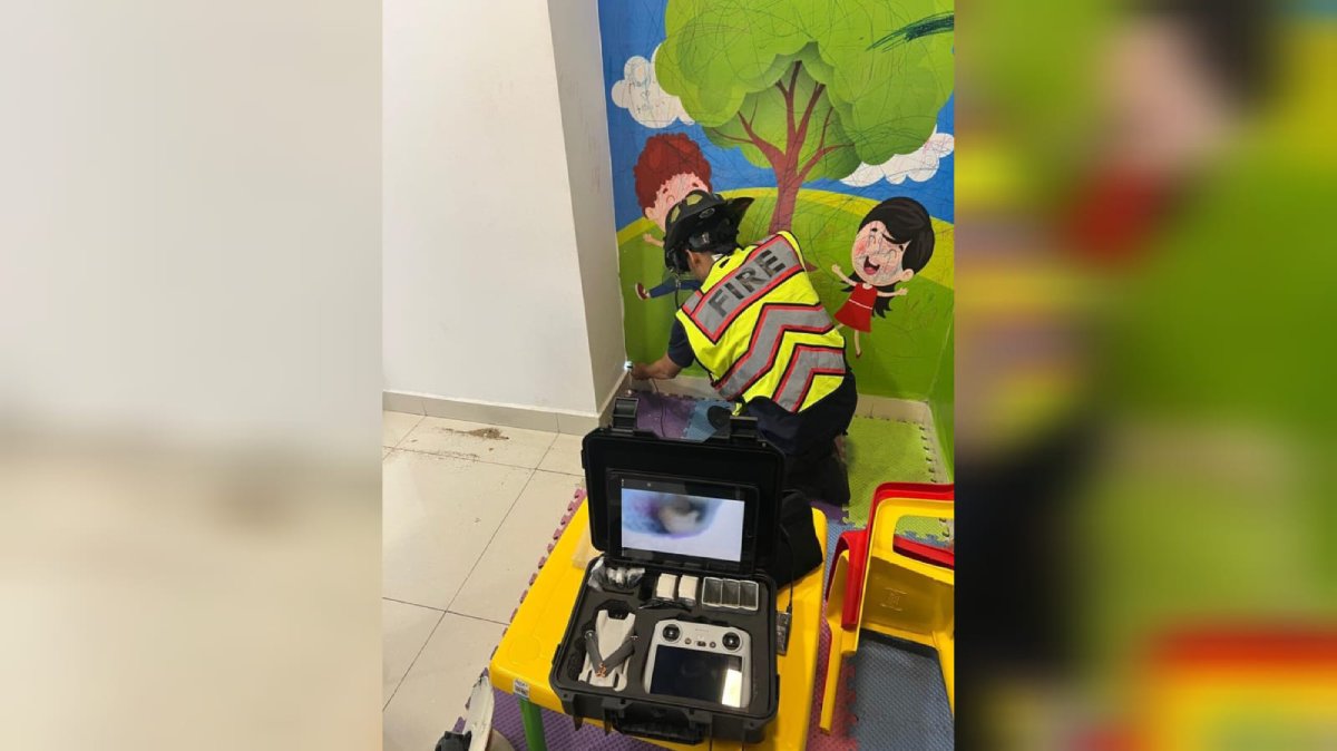 rescatan con vida a mapache bebe en mazatlan animalito