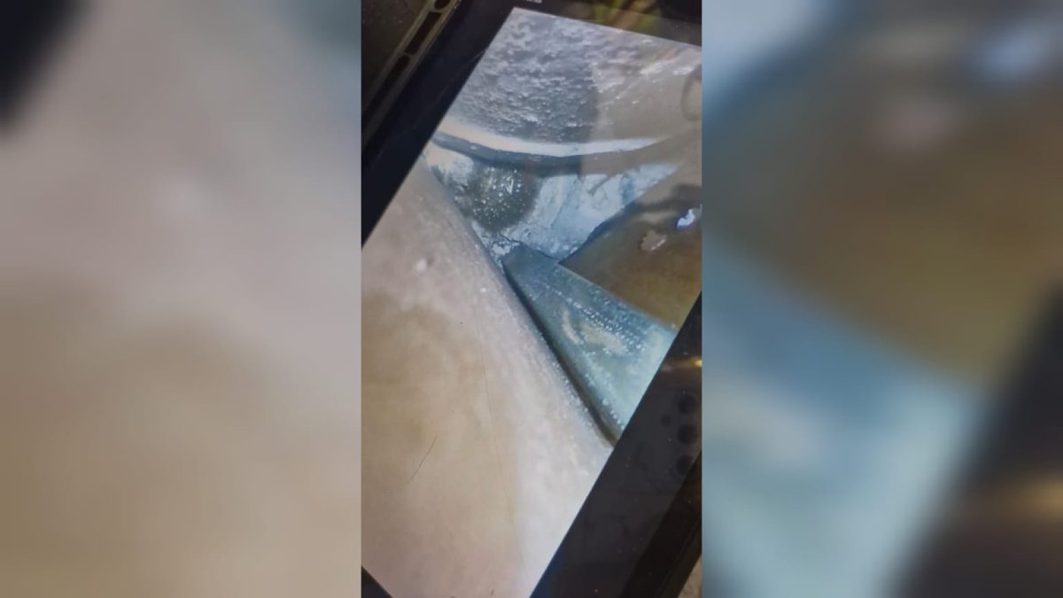 rescatan con vida a mapache bebe en mazatlan atrapado