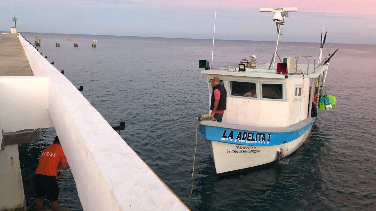 retienen 130 kilos de tiburon por pesca ilegal en la reserva de la biosfera islas marias