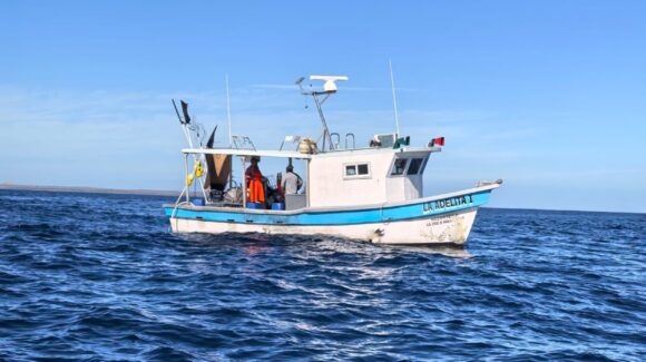Retienen 130 kilos de tiburón por pesca ilegal en la Reserva de la Biosfera Islas Marías