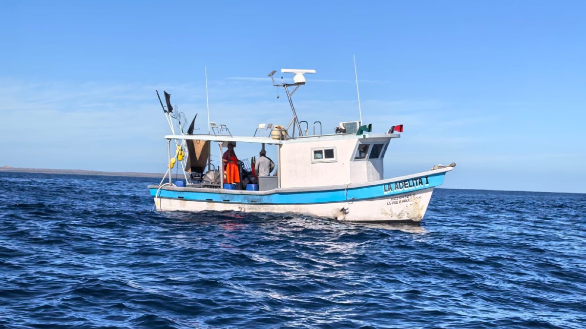 retienen 130 kilos de tiburon por pesca ilegal en las islas marias
