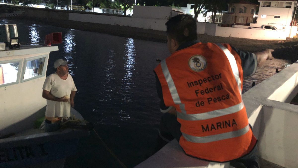 retienen 130 kilos de tiburon por pesca ilegal en reserva de la biosfera islas marias