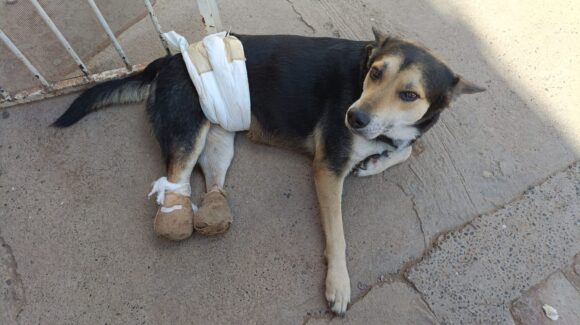 Sammy, el perrito que convirtió la crueldad en fuerza: cinco años sin caminar, pero siempre contento en Amac, Guasave, Sinaloa