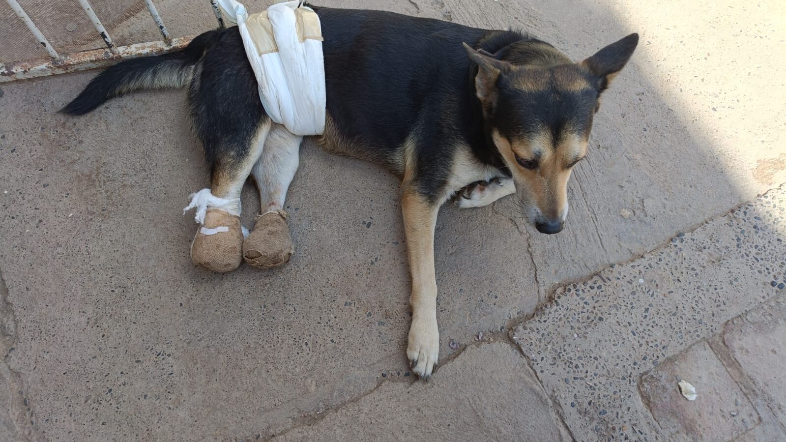 Perrito Sammy con daños en sus patitas traseras