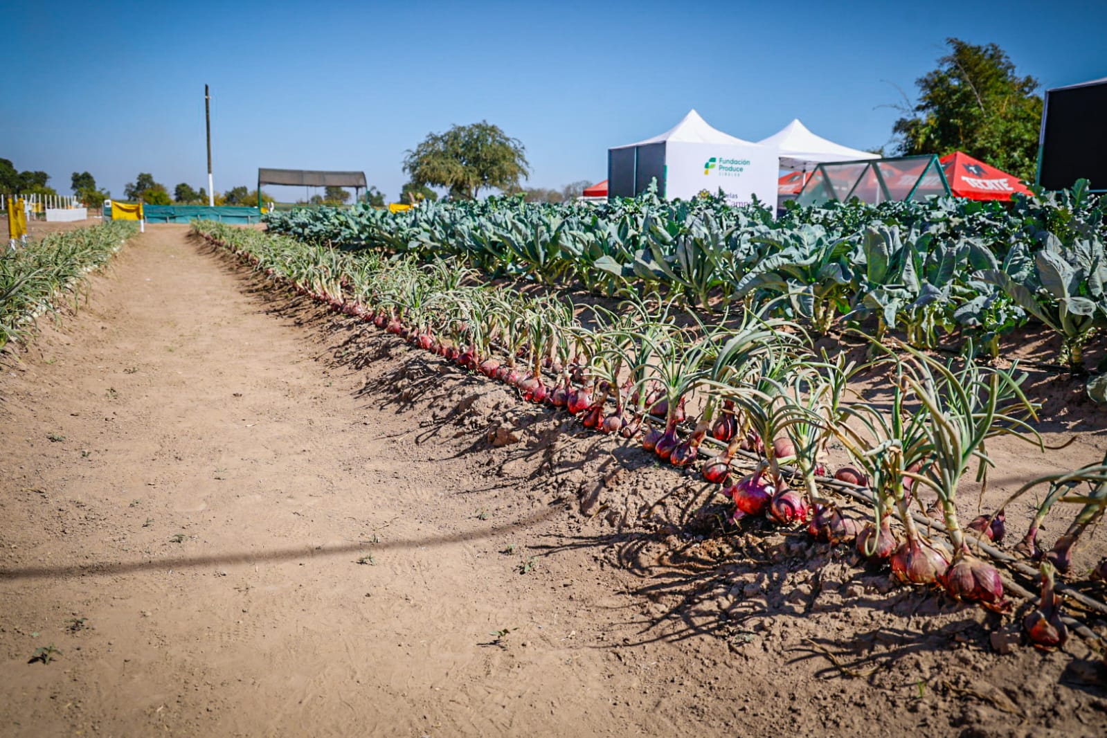 Siembra de betabel en la Expo Agro Sinaloa 2026