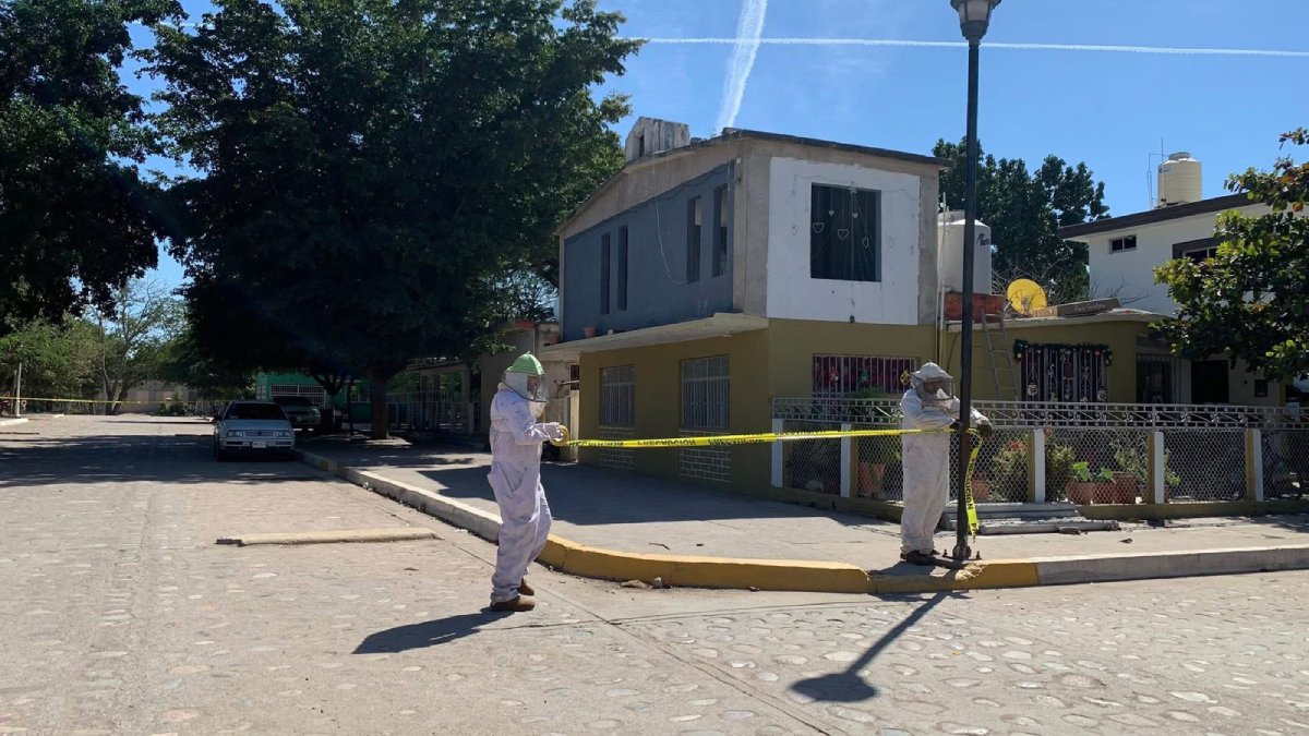 trabajadores del ayuntamiento de san ignacio sinaloa resultan lesionados por picadura de abeja