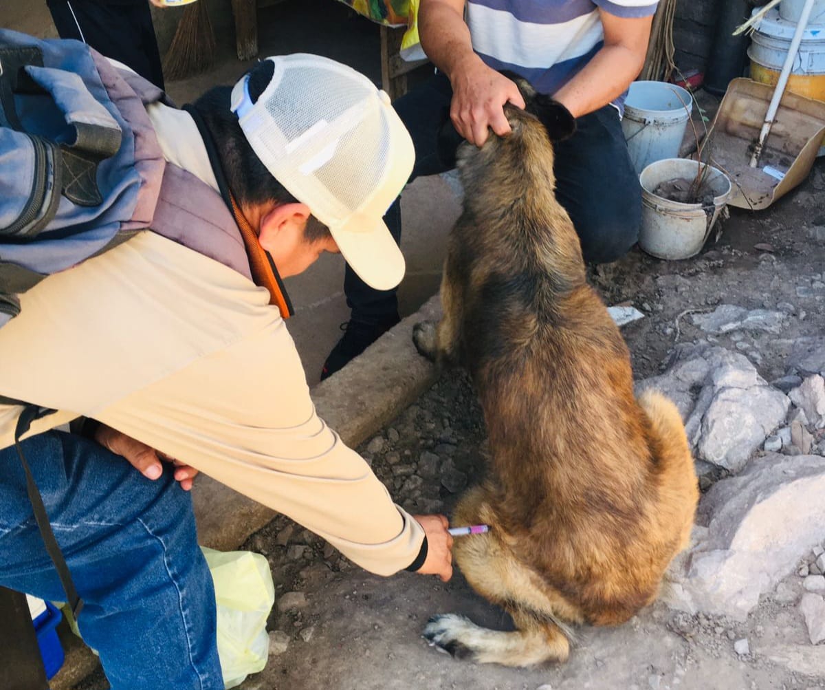 Vacunación contra la rabia en Mocorito, Sinaloa