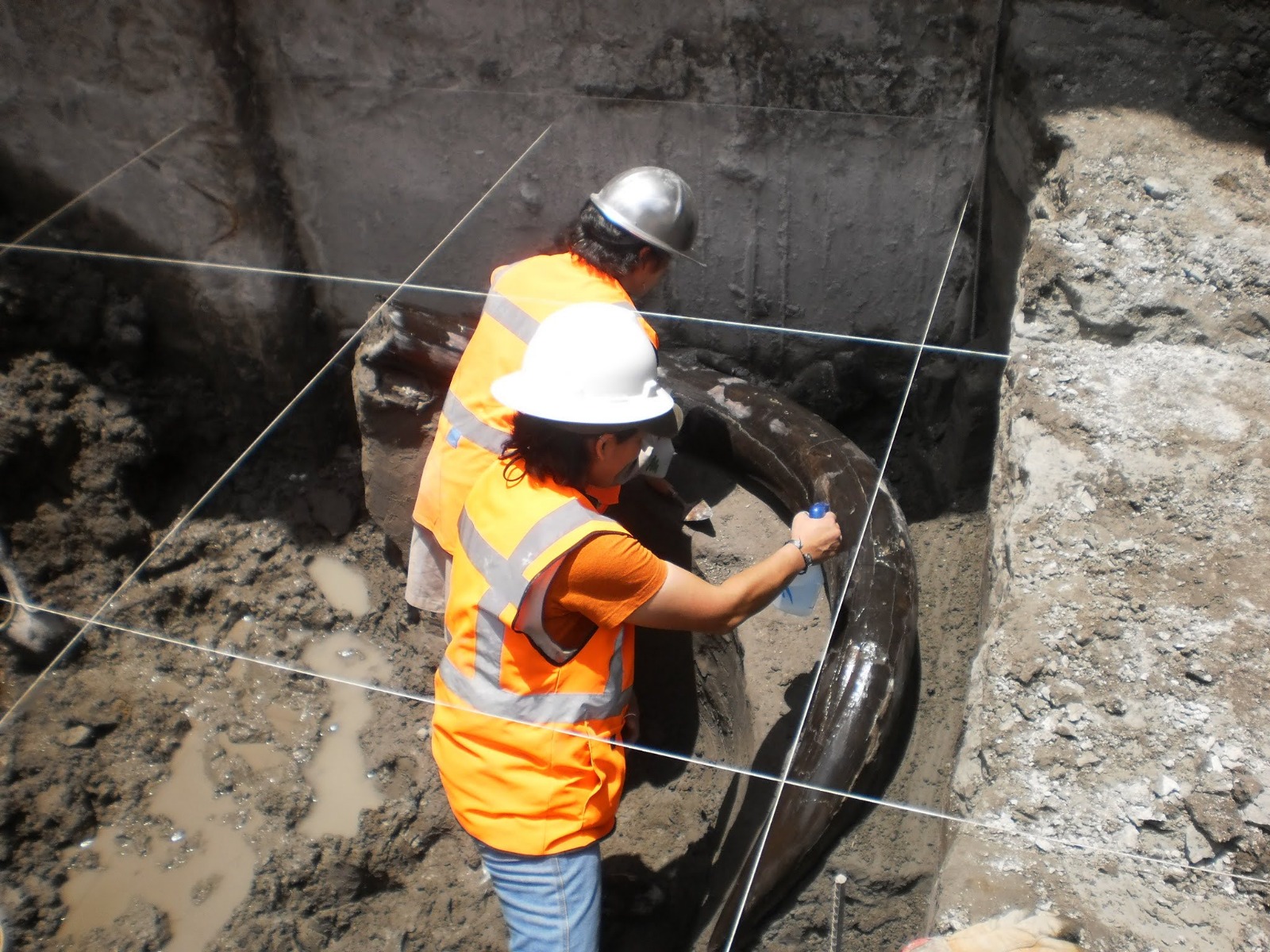 Hueso de mamút de 10 mil años encontrado por la CFE durante trabajos de subestación eléctrica