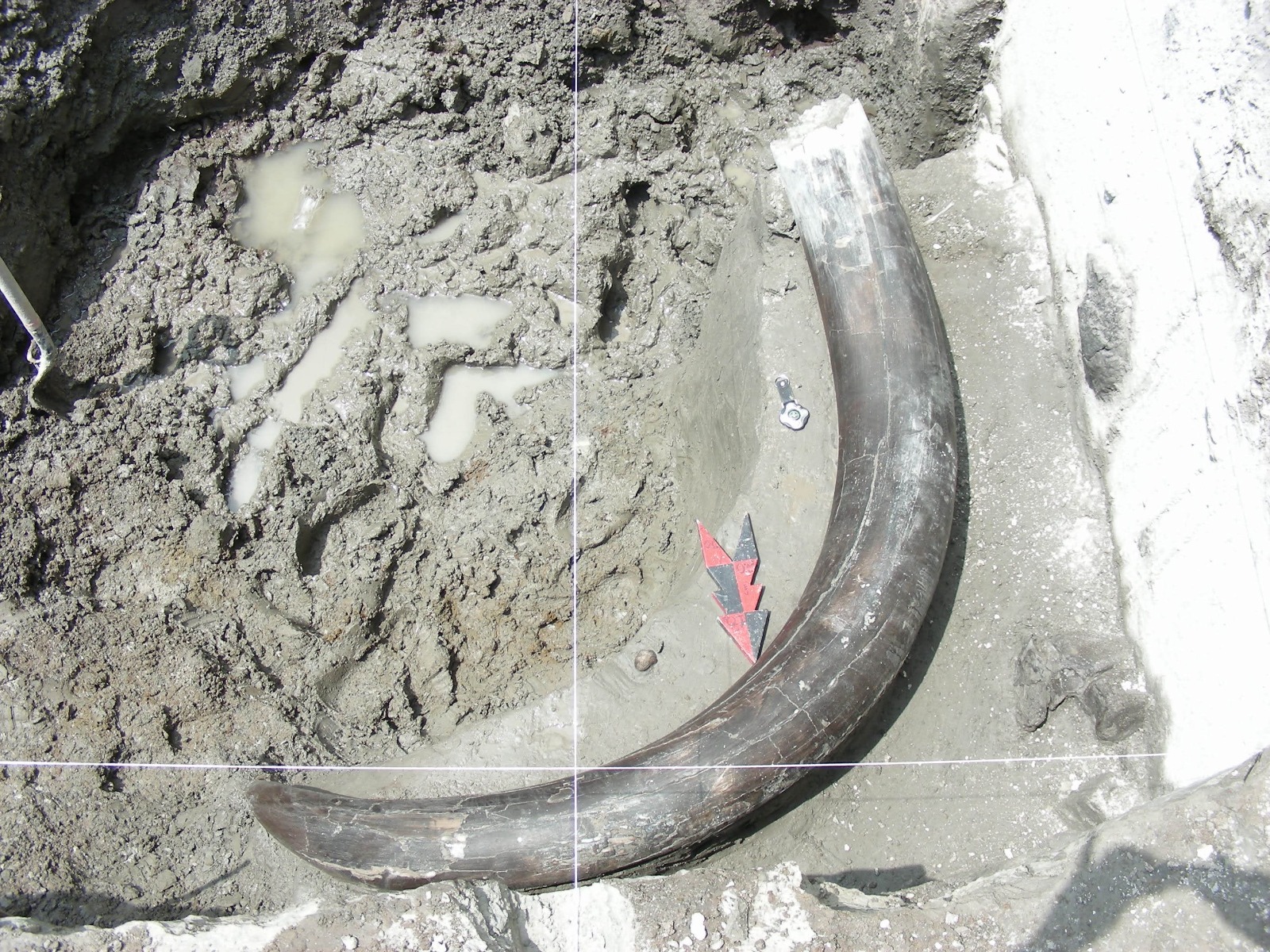 Hueso de mamút de 10 mil años encontrado por la CFE durante trabajos de subestación eléctrica.