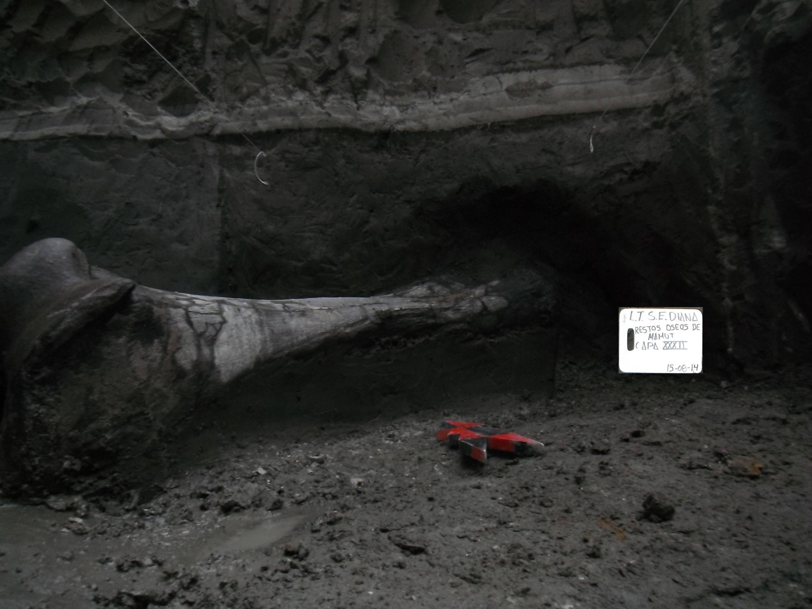 Hueso de mamút de 10 mil años encontrado por la CFE durante trabajos de subestación eléctrica.
