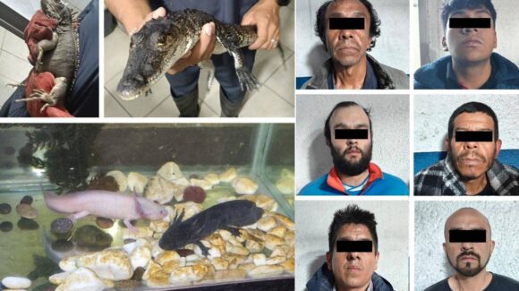 Detienen a seis narcomenudistas en CDMX con animales exóticos