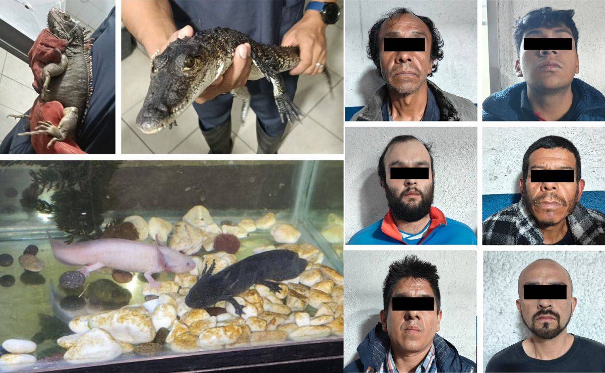 Detienen a seis narcomenudistas en CDMX con animales exóticos