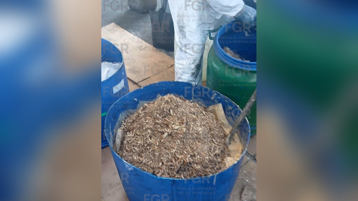 FGR informó de la destrucción de más de 230 toneladas de químicos y 504 mil pastillas de fentanilo en operativos realizados en Michoacán y Sinaloa.