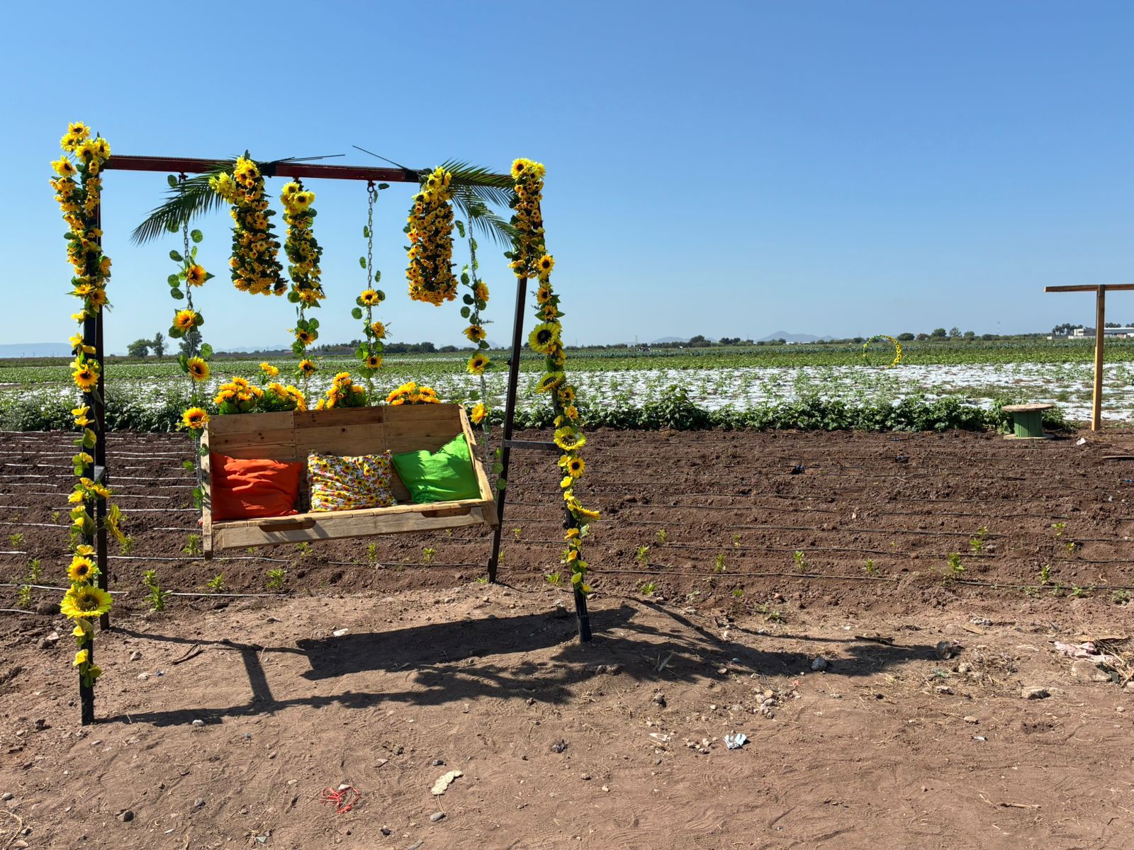 Ahome Florece, la Ruta del Girasol