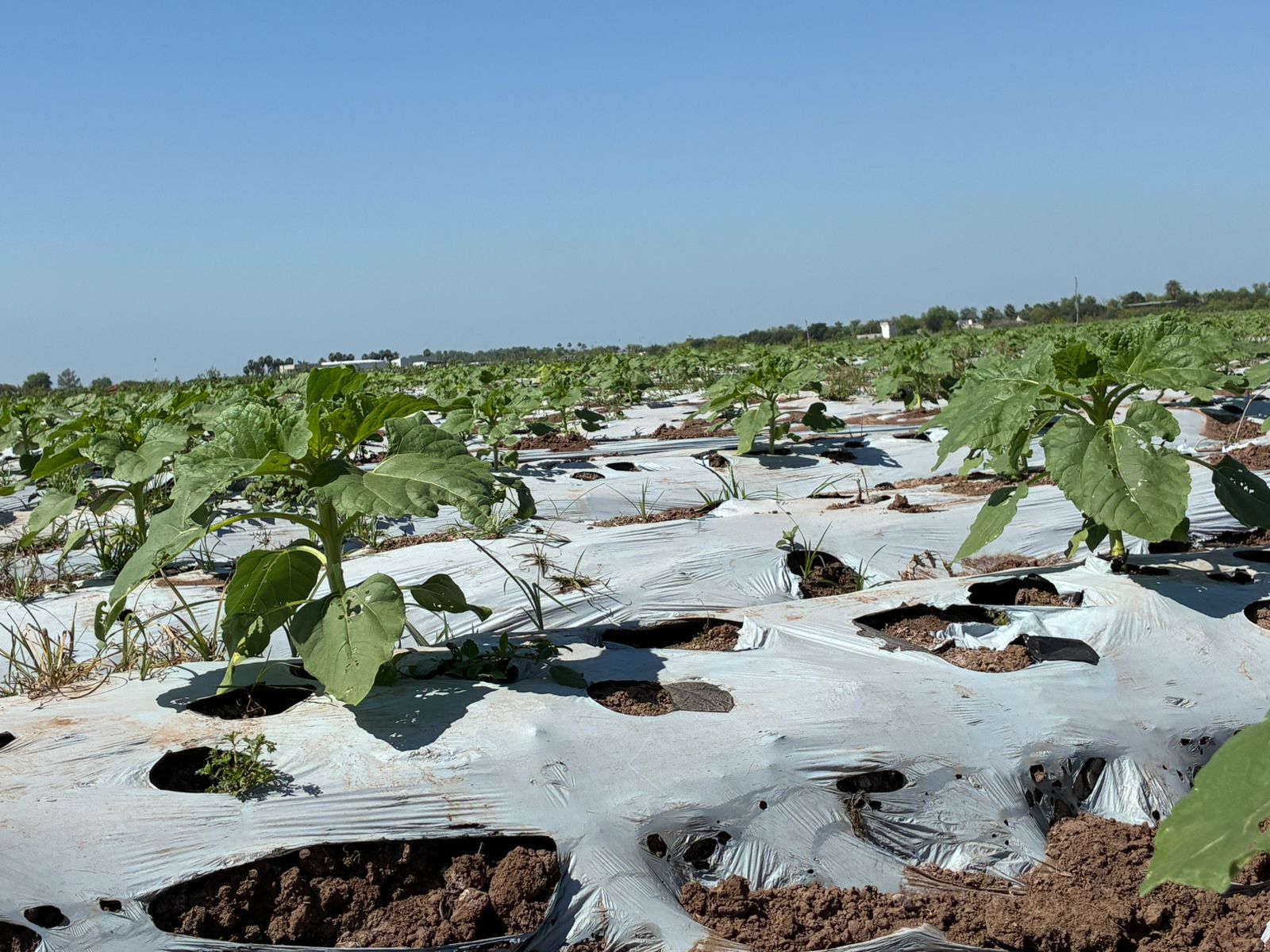 Ahome Florece, la Ruta del Girasol