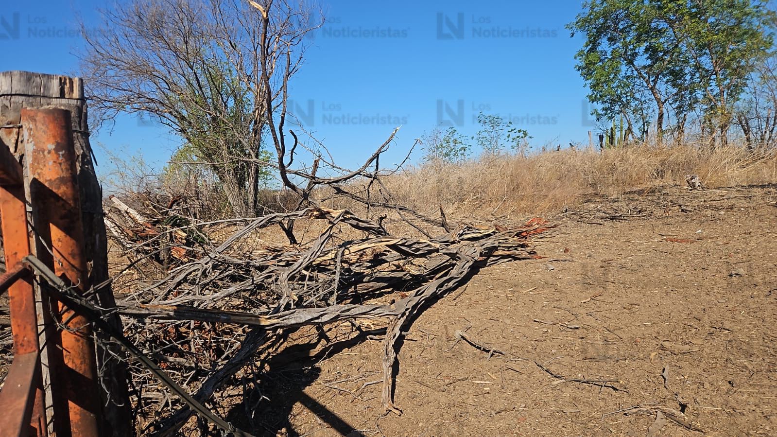 Árboles destruidos por las explosiones