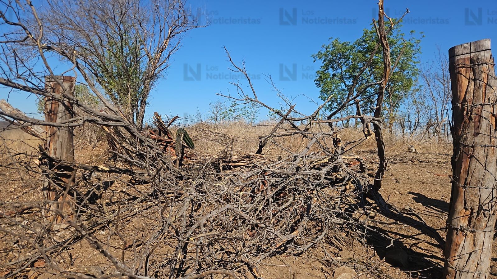 Árboles destruidos por las explosiones