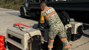 arriban fuerzas federales a mazatlan para rescate de mineros atrapados en el rosario caninos