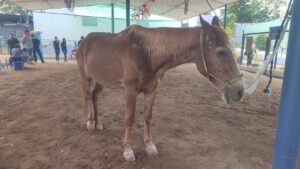 asociacion de padres y compadres iap en mazatlan caballo