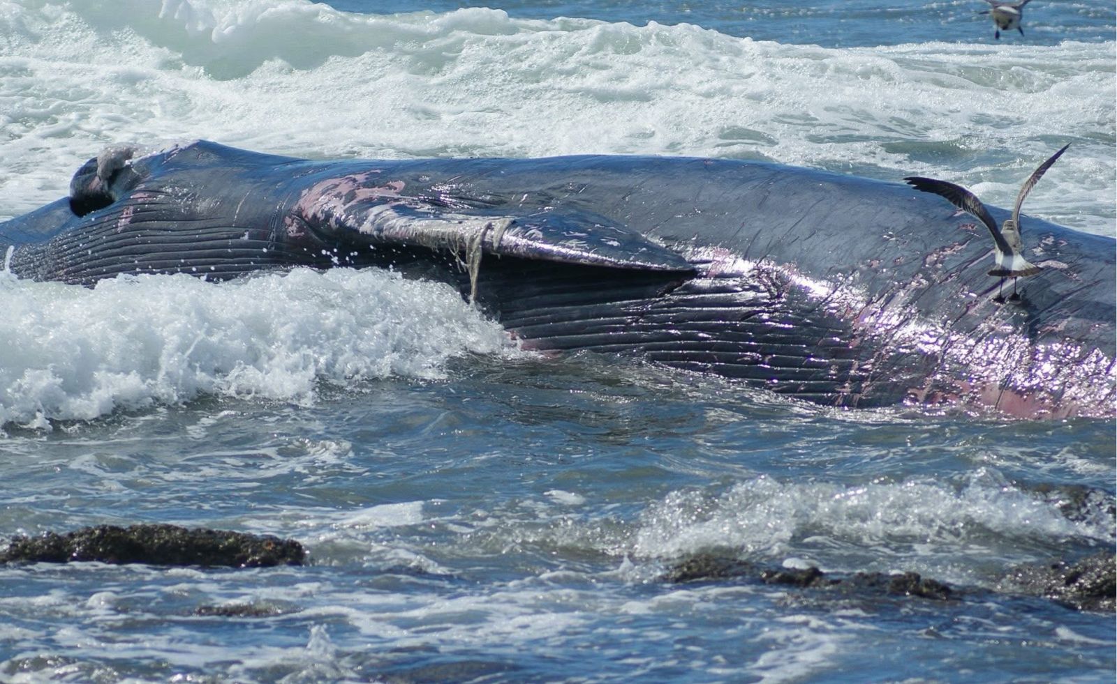 ballena varada en playas de mazatlan sigue siendo investigada