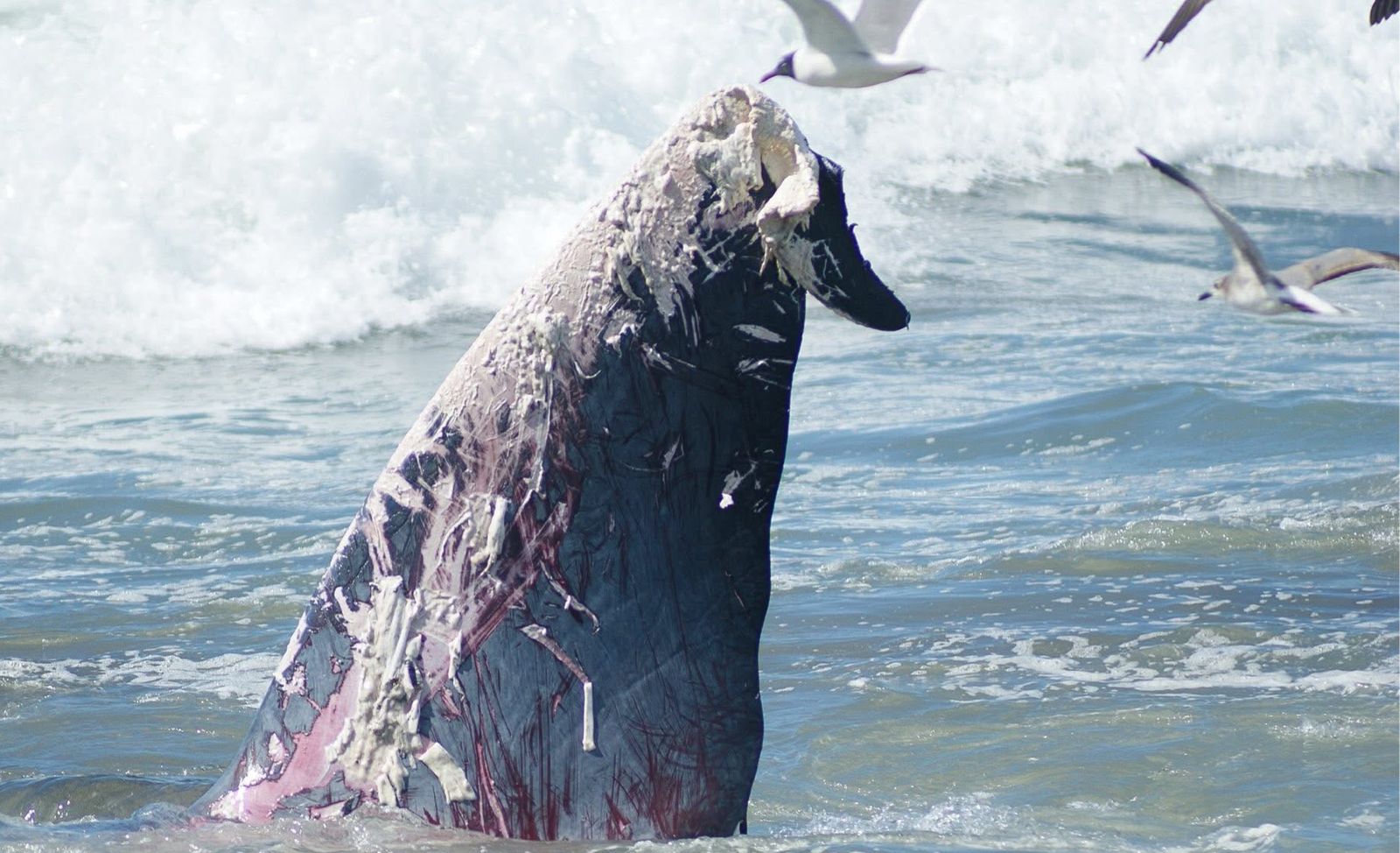 ballena varada en playas de mazatlan sigue siendo investigada