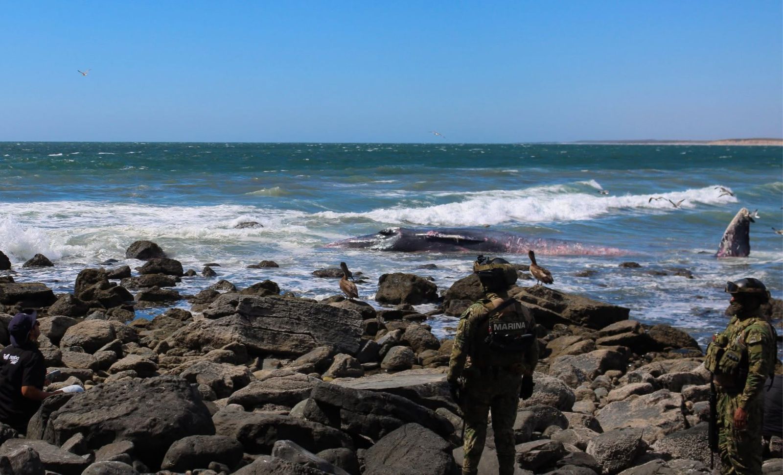ballena varada en playas de mazatlan sigue siendo investigada