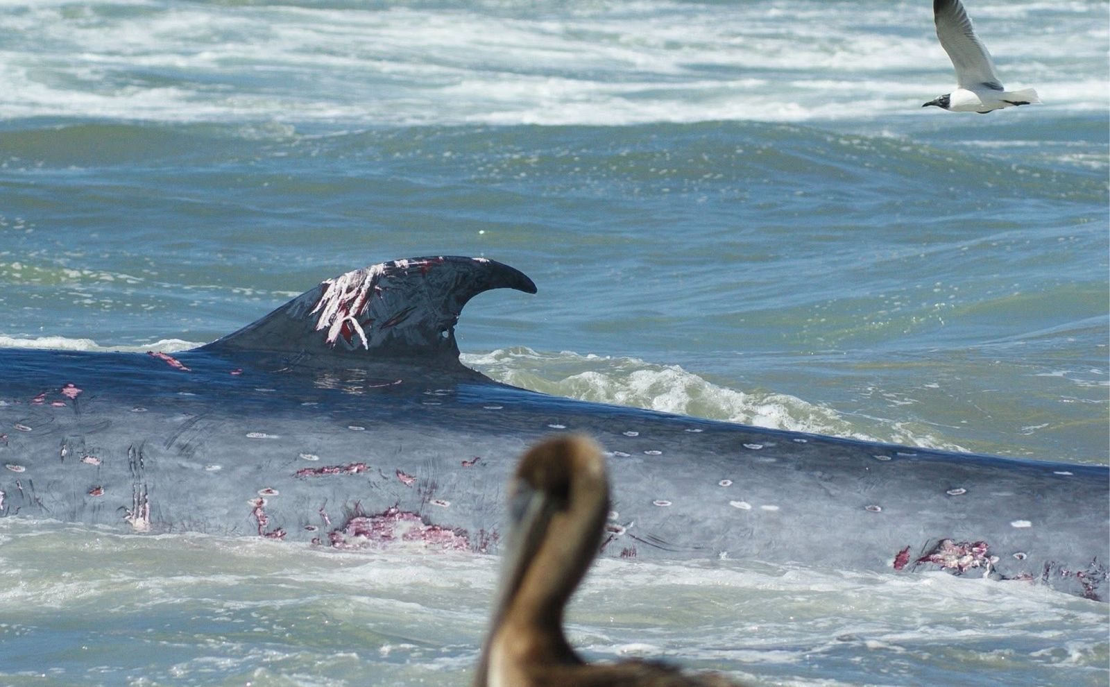 ballena varada en playas de mazatlan sigue siendo investigada