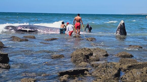 Ballena de 10 metros queda varada en playas de Mármol; autoridades activan protocolo al norte de Mazatlán, Sinaloa