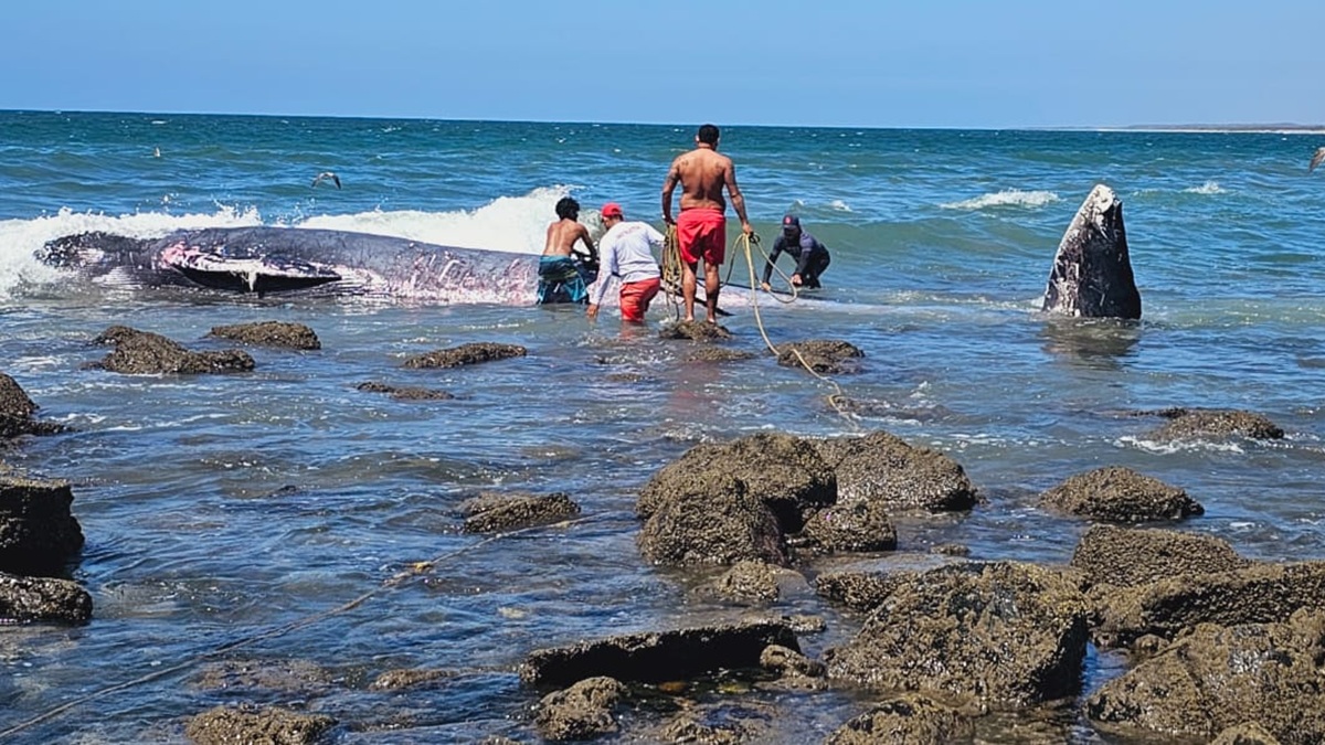 Ballena sin vida en playa de Mármol, en Mazatlán