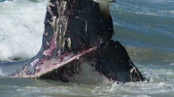 Revelan nuevos datos sobre ballena varada en Mazatlán, Sinaloa; se trataba de un rorcual tropical juvenil