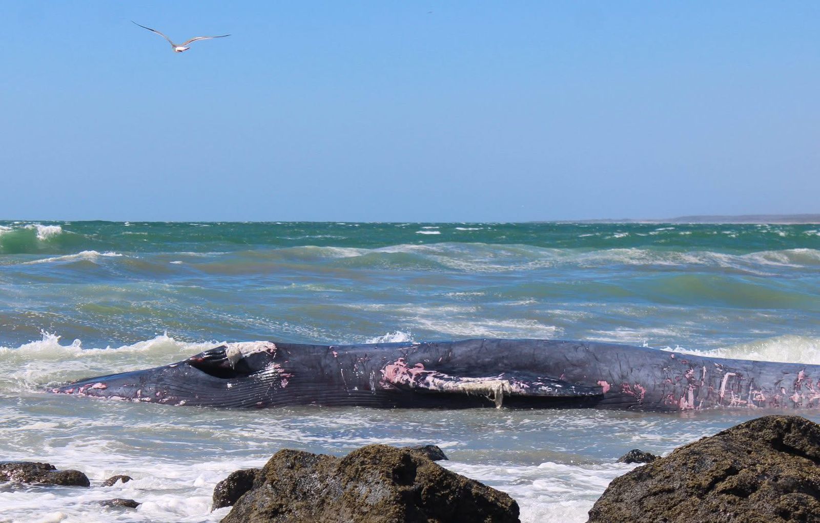 ballena varada en playas de mazatlan sigue siendo investigada